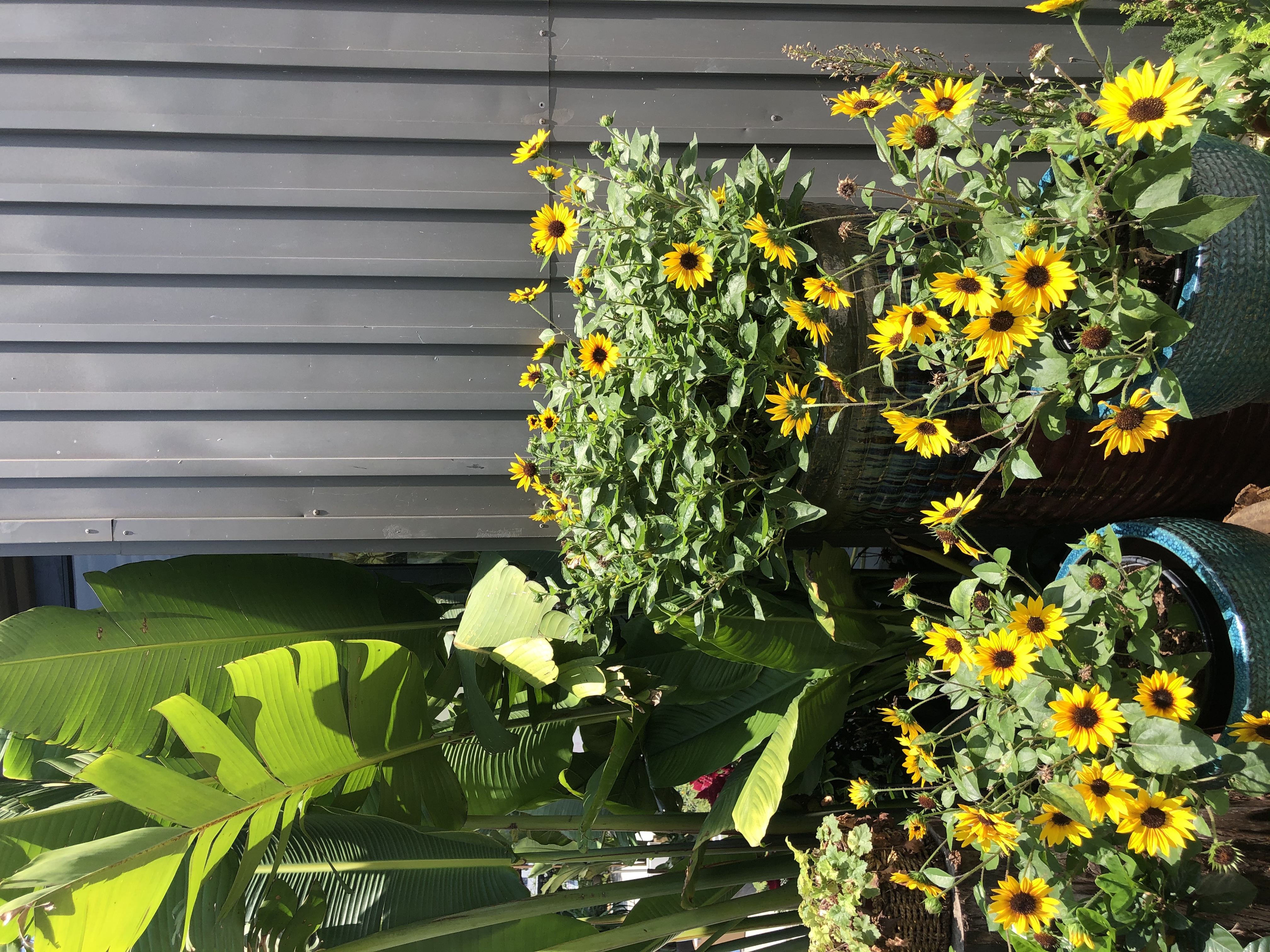 咖啡in深圳——浓意,NOVI,意浓