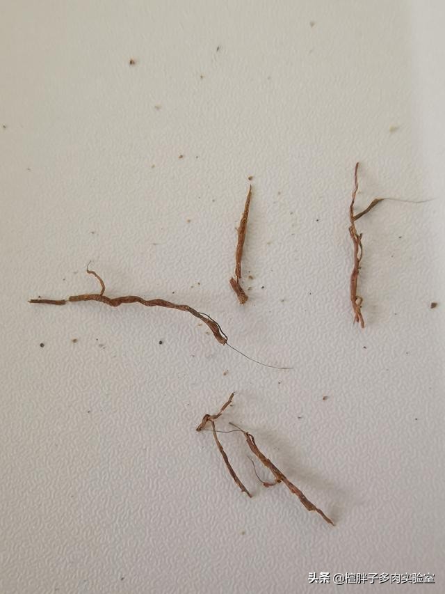 栀子花叶片发黑花苞脱落怎么办,栀子花叶片突然枯萎