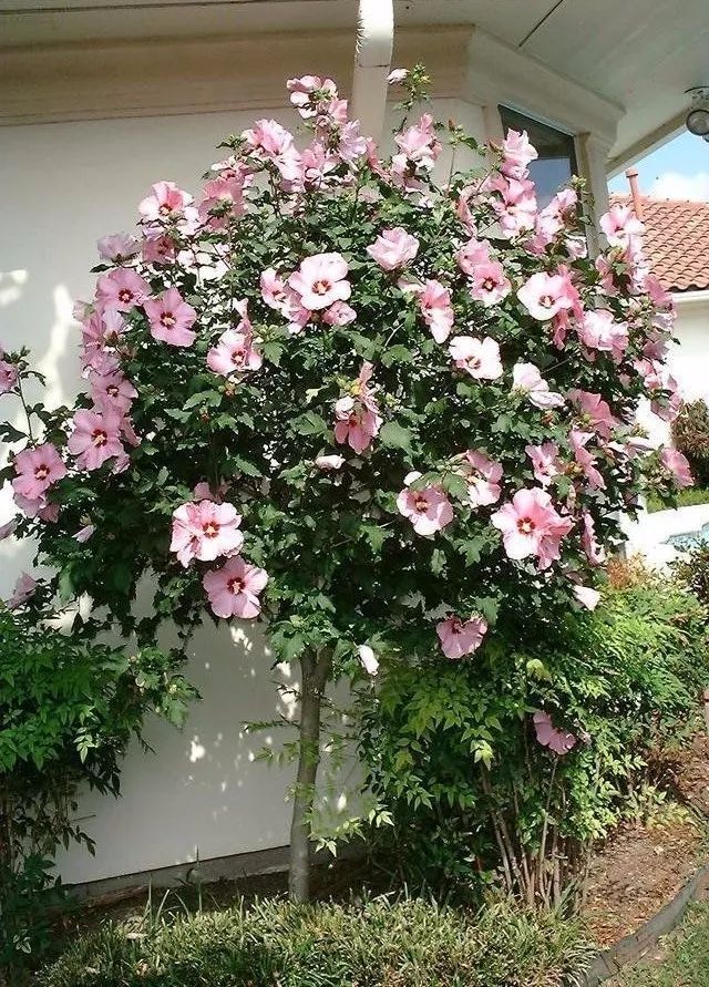 木槿花颜色有哪些,木槿花有哪些颜色