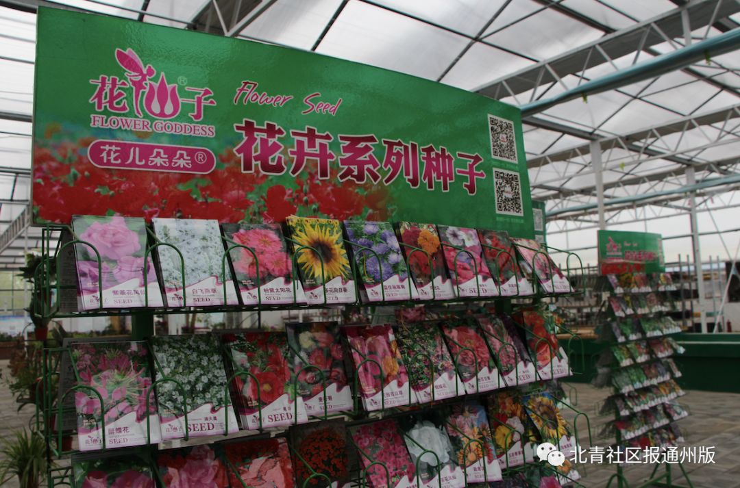 打卡北京紫谷伊甸园虞美人花海,通州看花的景点推荐免费