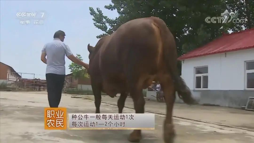 牛年吃牛肉牛气冲天,牛气冲天砂锅牛肉