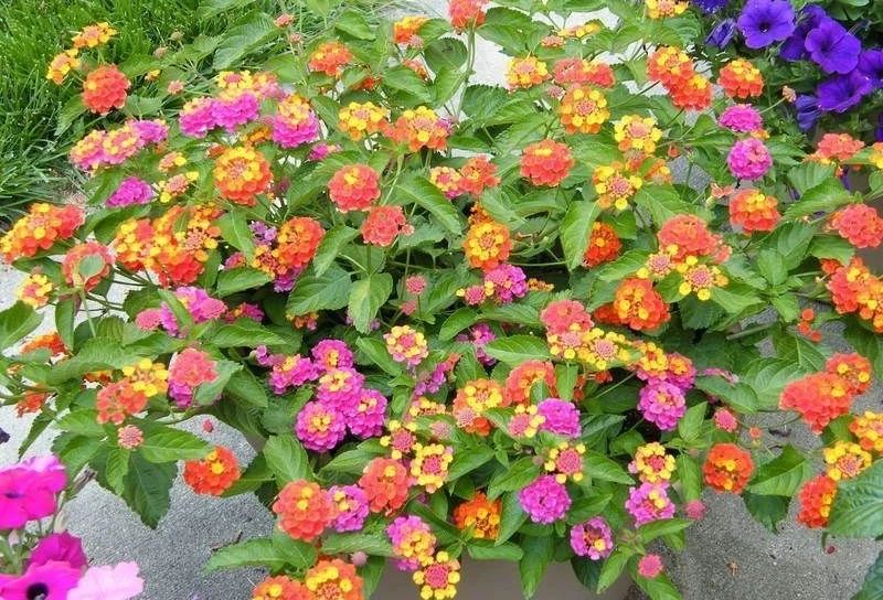 适合室外不怕酷热和寒冷的花卉,适合阴暗潮湿不需要阳光的植物