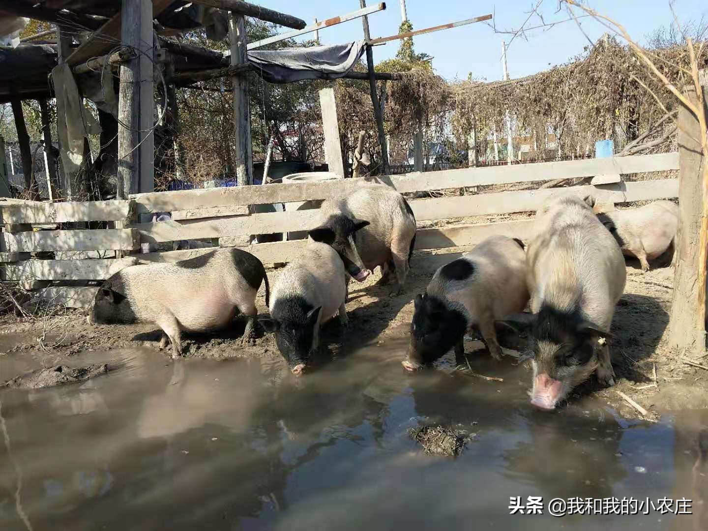 养殖猪的十大坏处,养殖猪存在的问题