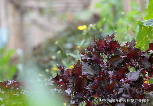 香草植物哪个最好闻,香草味道大的植物