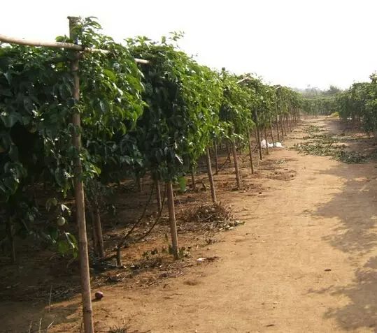 百香果如何种植效益好些,百香果最新高产种植方法