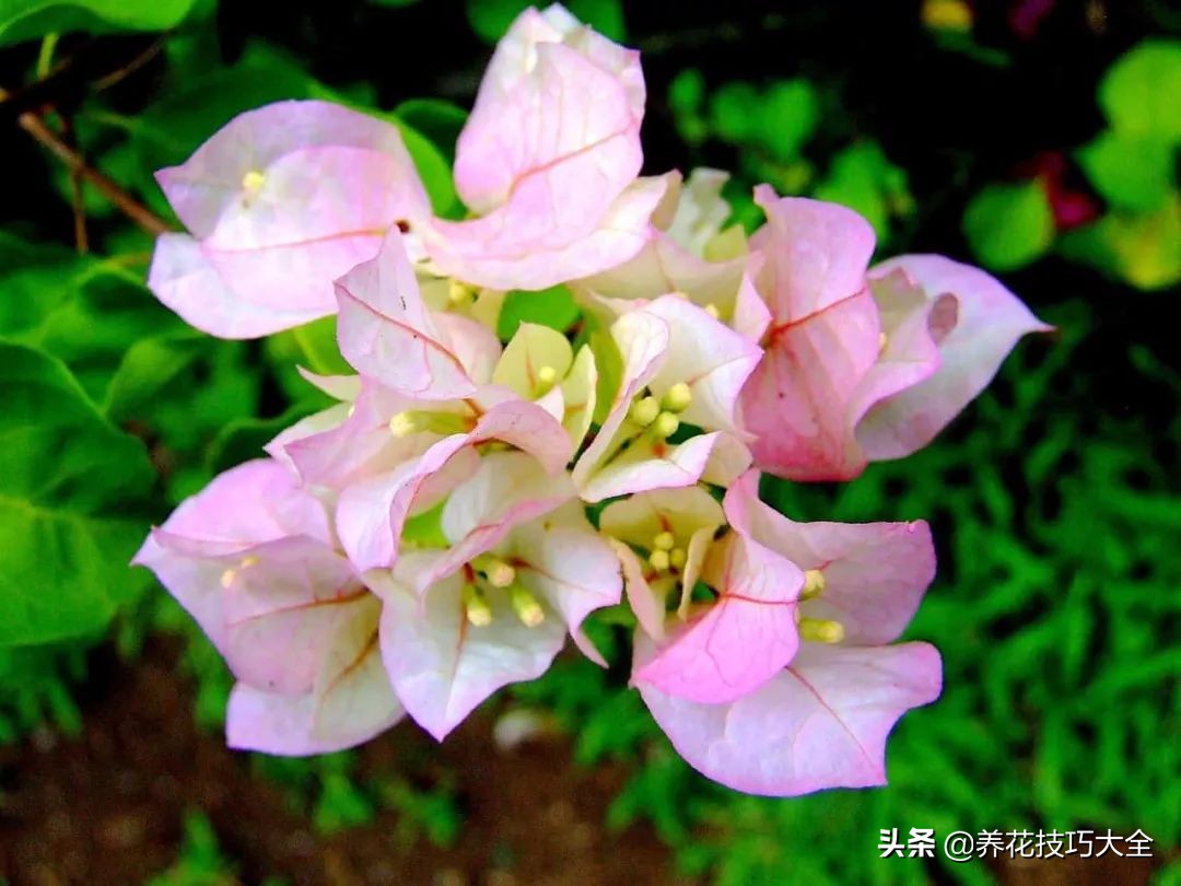 想要花养得好要施什么肥,想要花养得好就要勤换花
