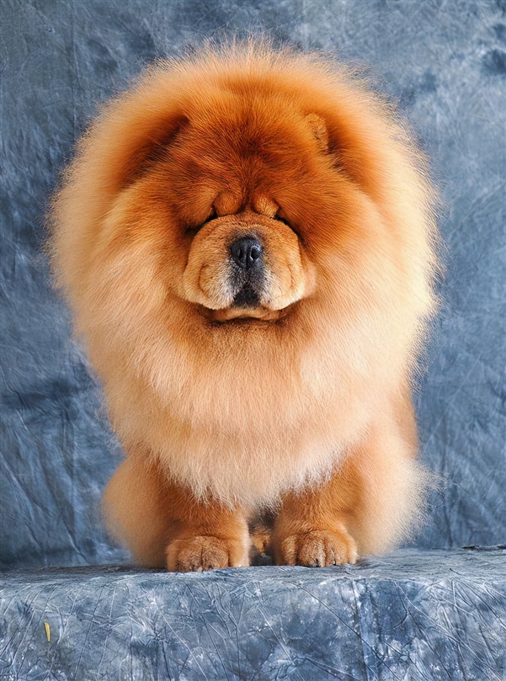 生活中松狮犬的养护须知是什么,松狮犬该怎么养这篇文章为你解读