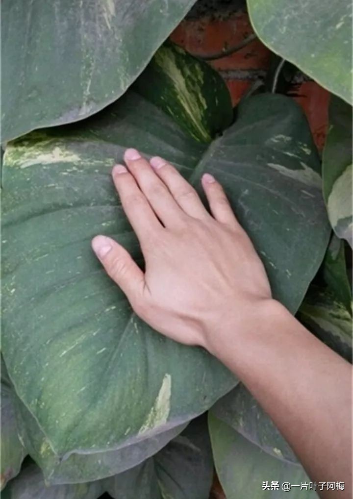 绿萝的叶子越养越小是什么原因,绿萝叶子越养越少