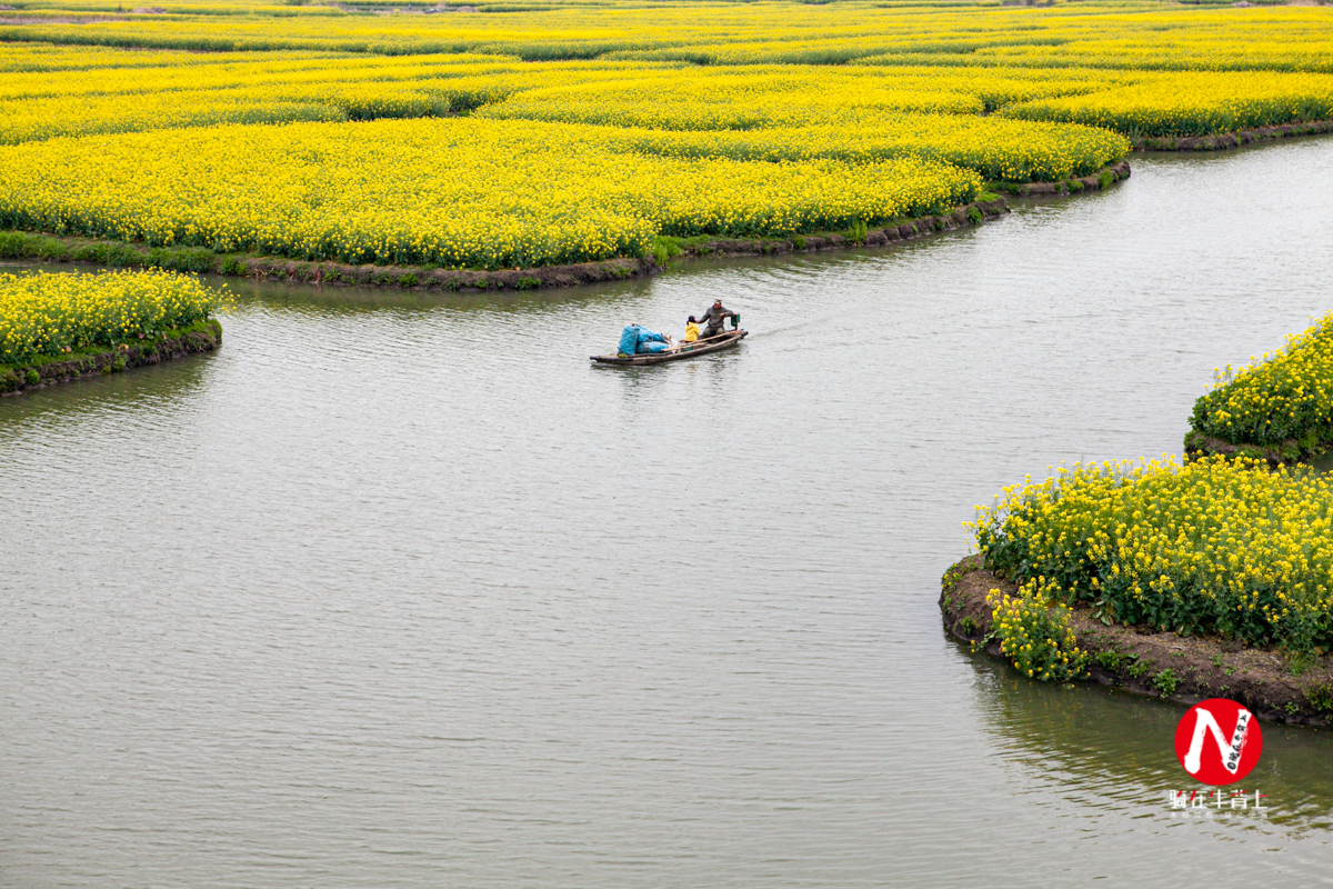 兴化看油菜花一日游,兴化千亩油菜花旅游