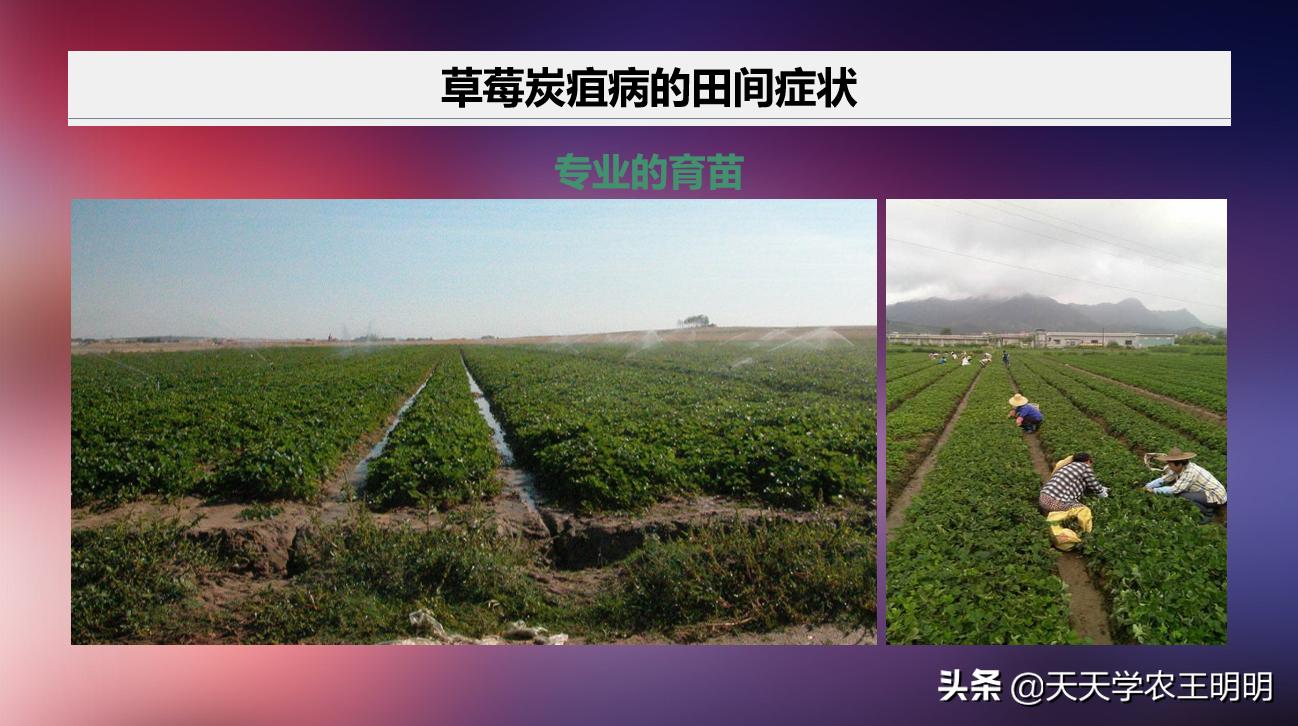 草莓小苗移栽大棚发炭疽病怎么办,草莓炭疽病初期苗还可以治好吗