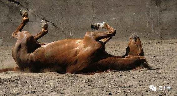 赶马车真实视频,赶马车的mv音乐