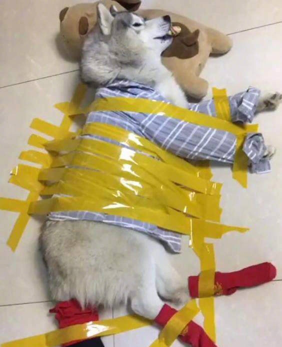 戴上了金箍就要放下七情六欲,今日萌图