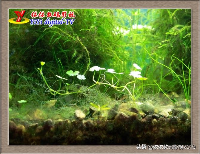 养鱼的朋友这边看，为什么你养的金鱼养不活？