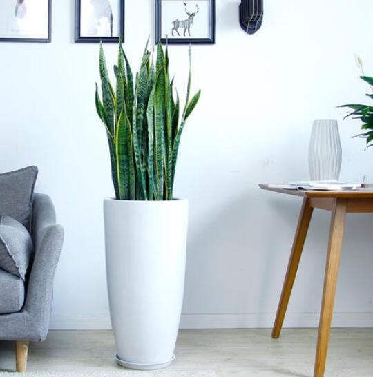 适合客厅摆放且容易养的绿植,适合家里客厅放的绿植又好养活