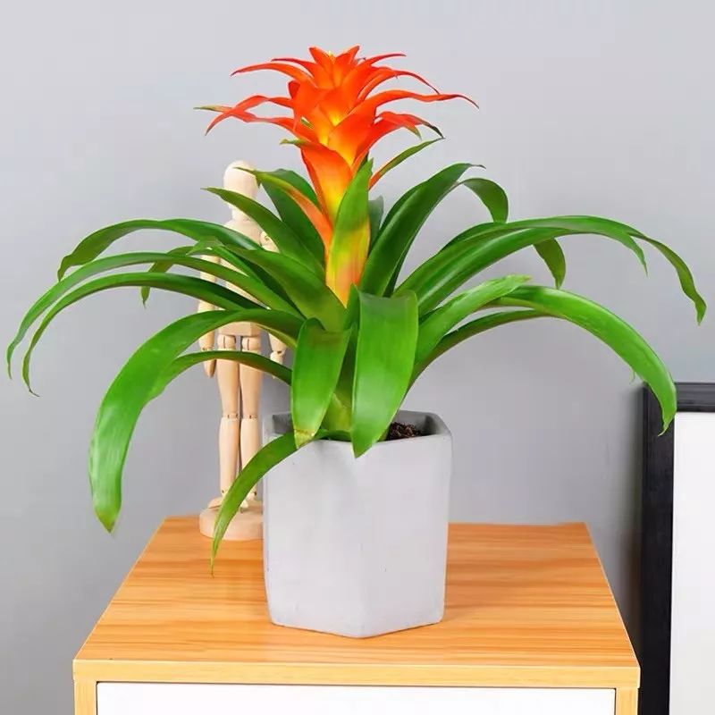 冬天一定要养的十种花,冬天养花养哪些植物好看