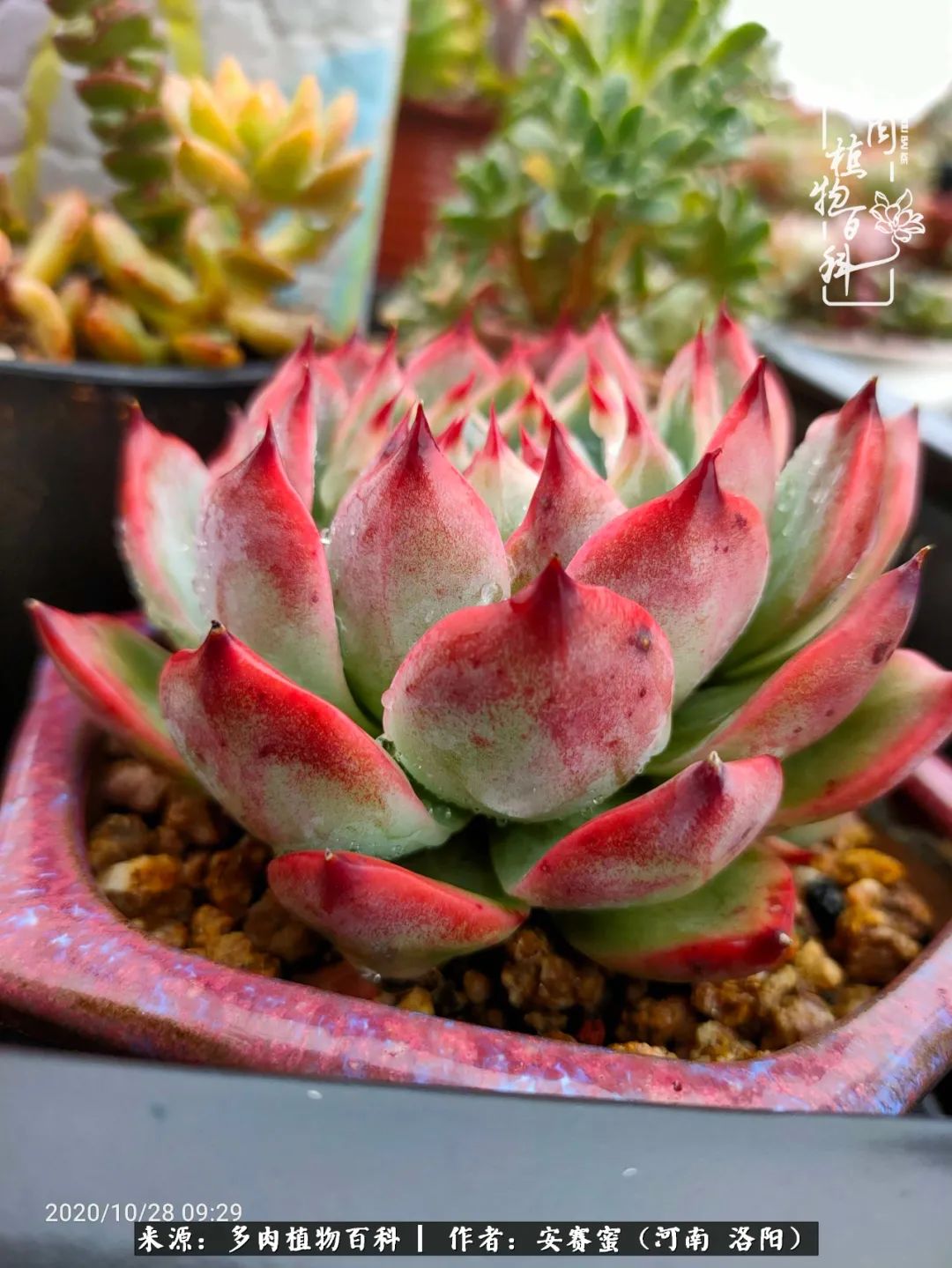 现在是多肉最美的季节,多肉最美的季节来啦