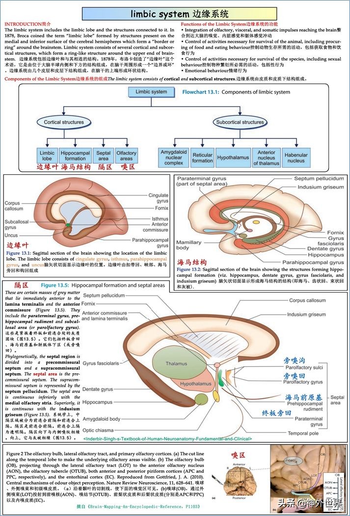 大脑皮质的功能定位总结,基础心理学神经系统的结构及功能