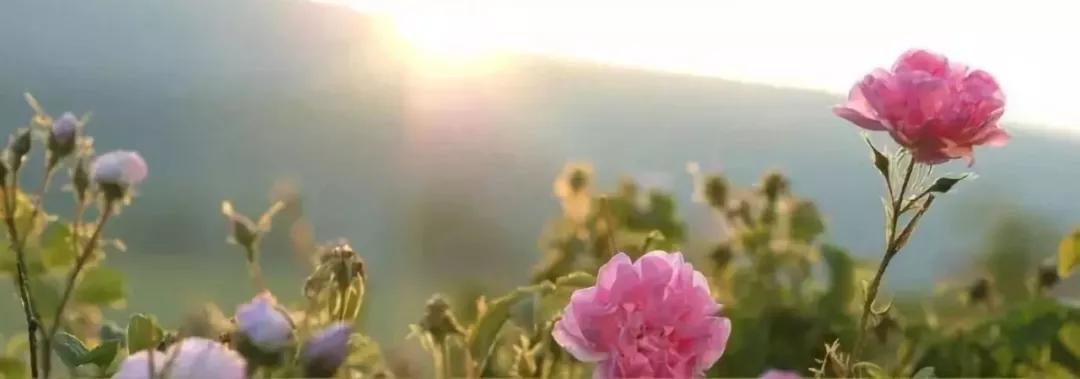 丹泽欧雅,丹泽欧雅富勒烯多肽焕颜面膜