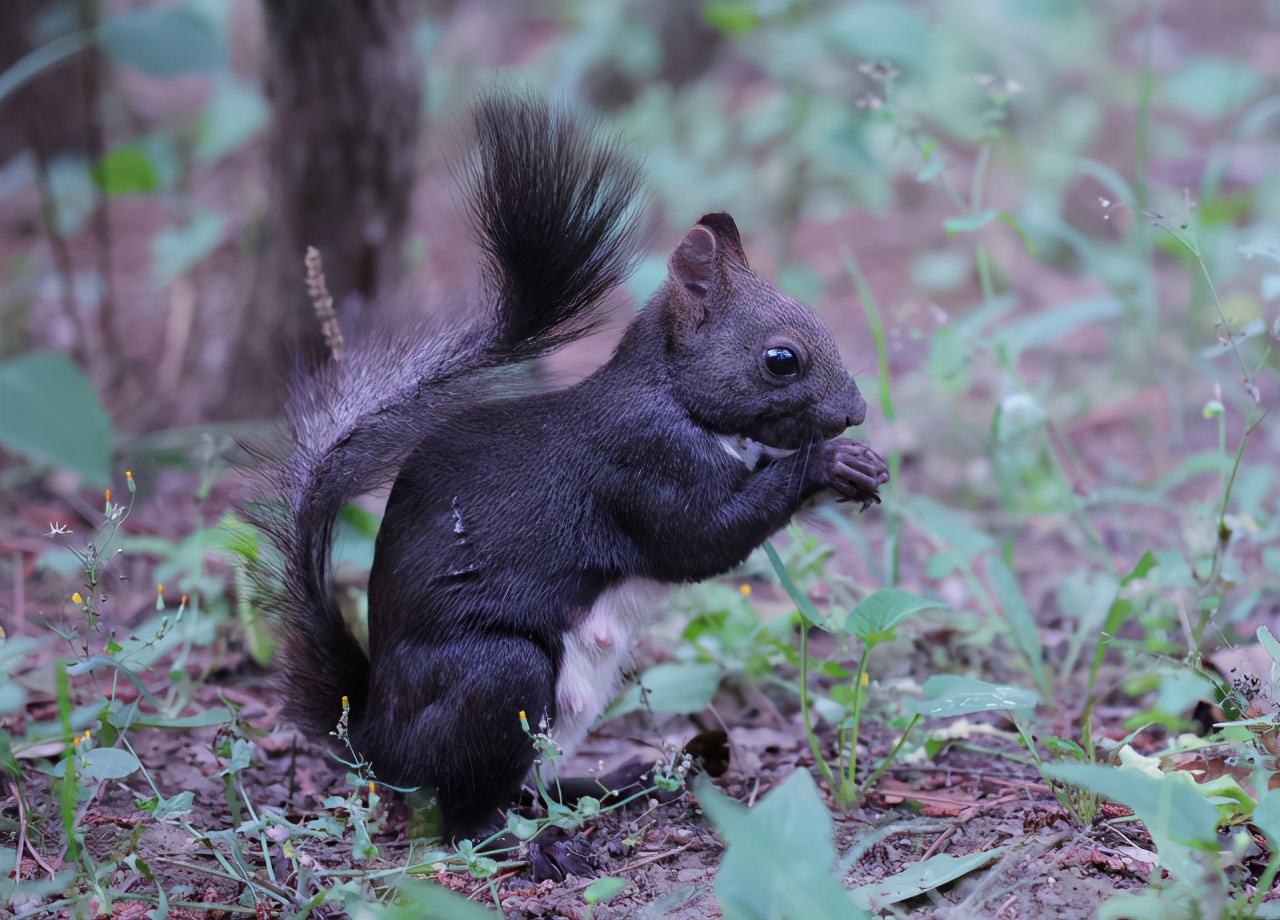 佳能最值得买的三个镜头,佳能全画幅无反推荐