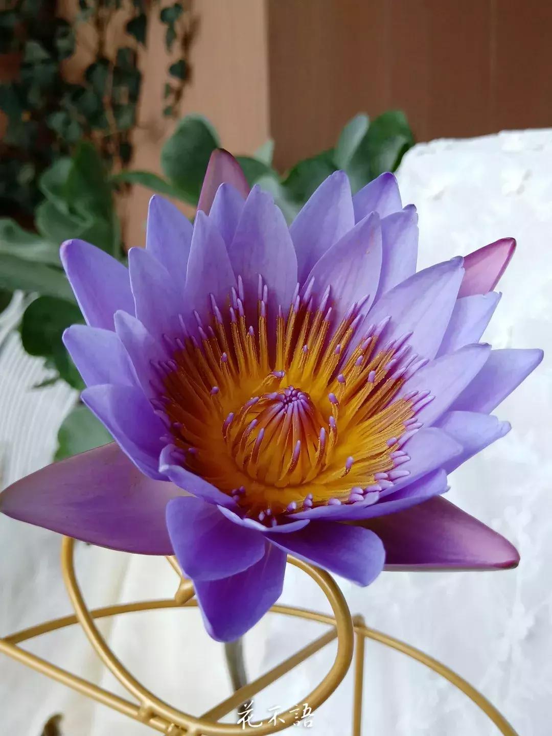 睡莲9月的养护,睡莲的养护方法文字