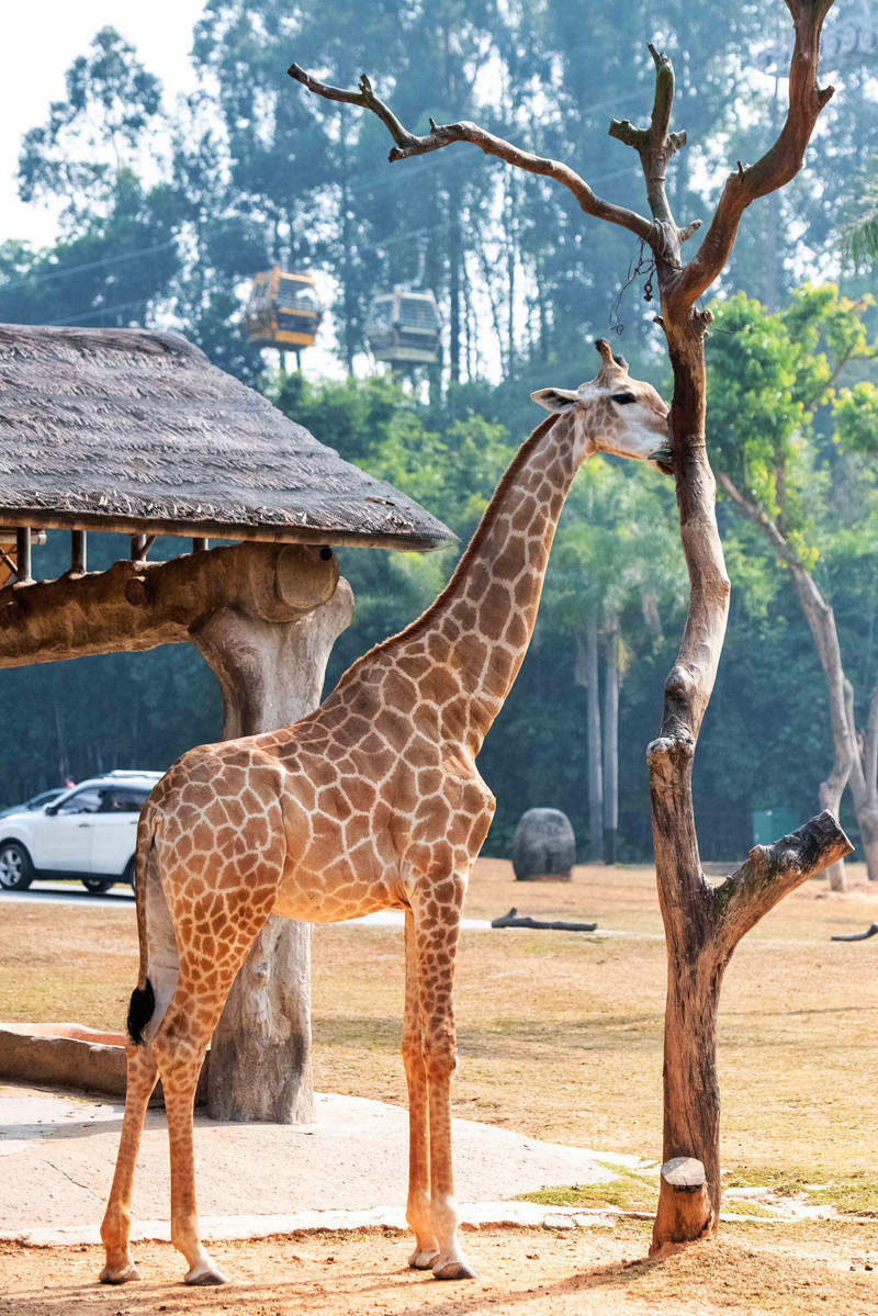 广州长隆野生动物世界旅游攻略,长隆野生动物世界攻略2-3天广州游