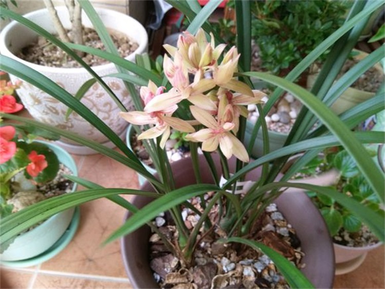 兰花成了东倒西歪的墙头草，学会这个技巧，枝叶挺拔长高高