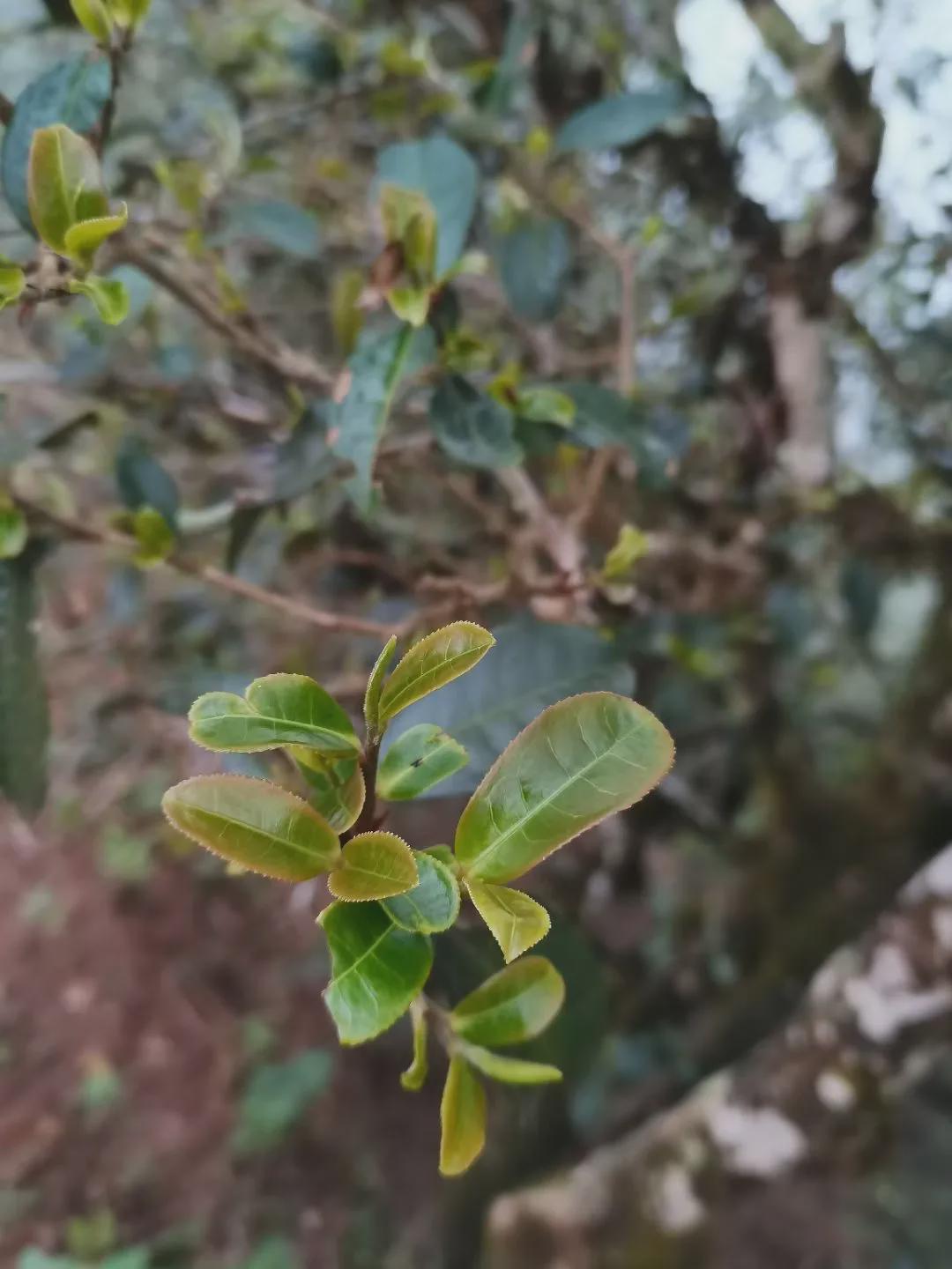 倚邦猫耳朵古树茶的口感特点,倚邦石韵茶坊猫耳朵茶