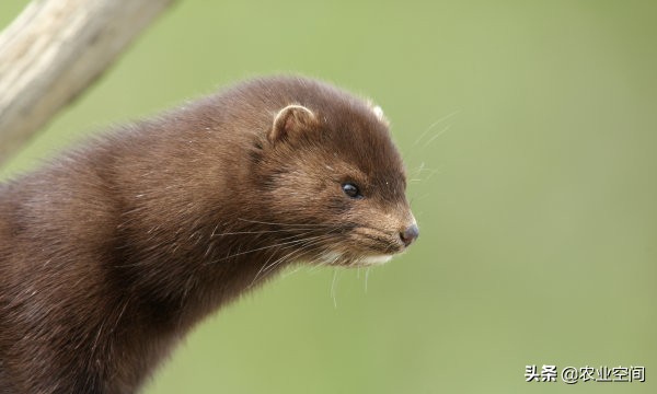 水貂养殖皮毛管理,养貂怎么样