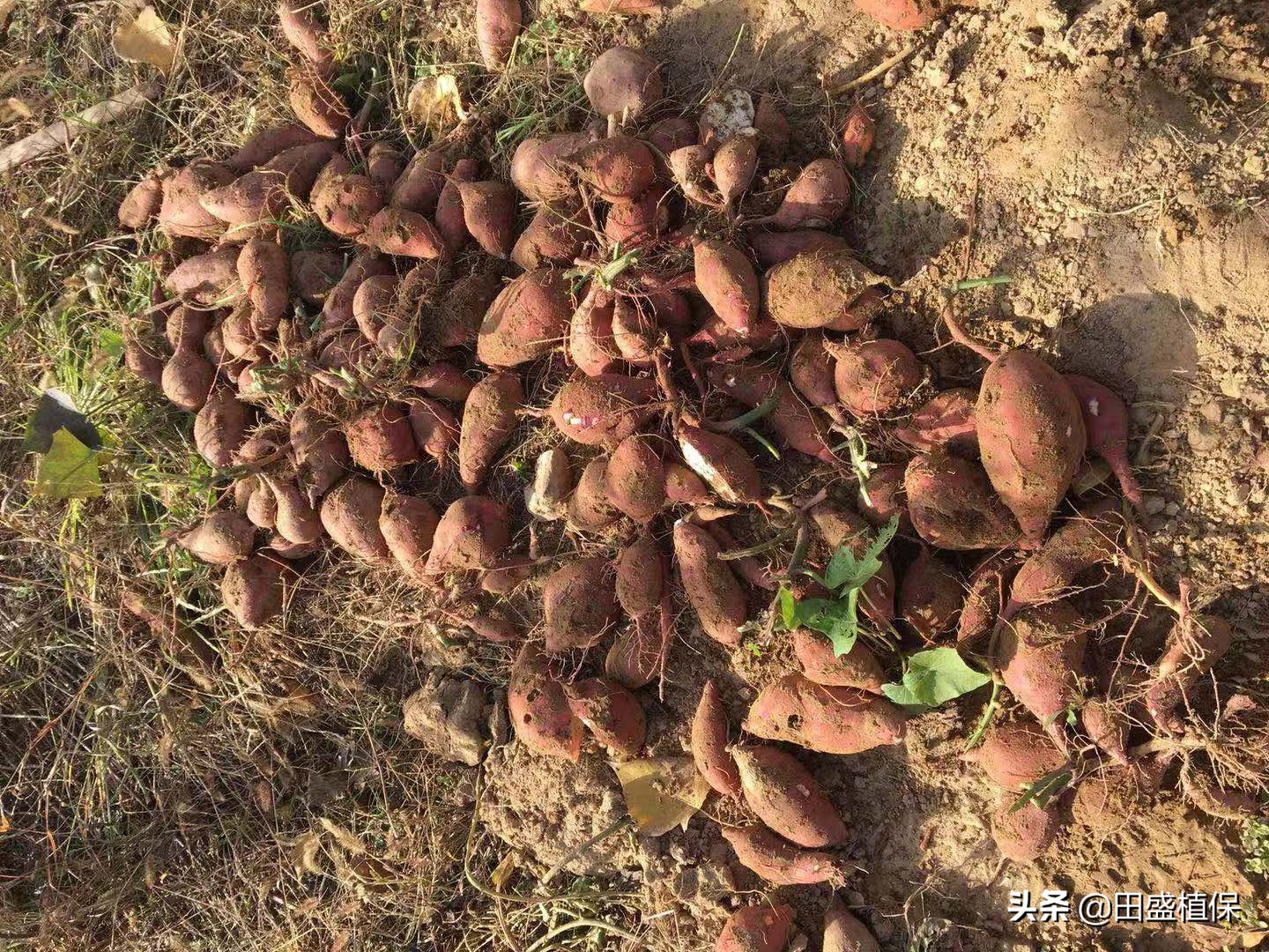 红薯储藏出现腐烂是什么原因,红薯在地窖里像有黑斑是什么原因