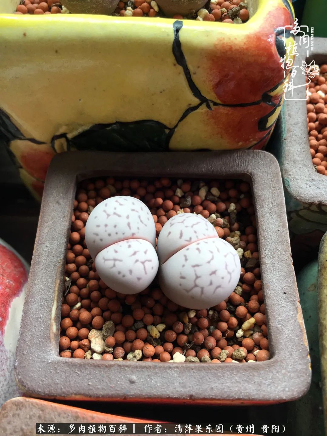 生石花庭院,晶莹剔透的生石花