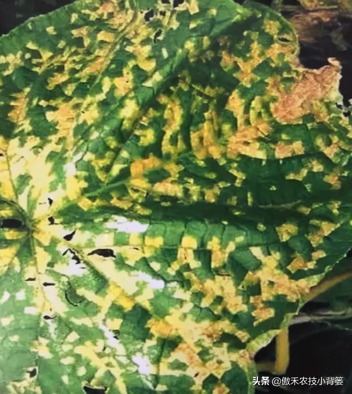 叶片上出现黄斑点是什么病,叶片有黄斑白斑怎么办