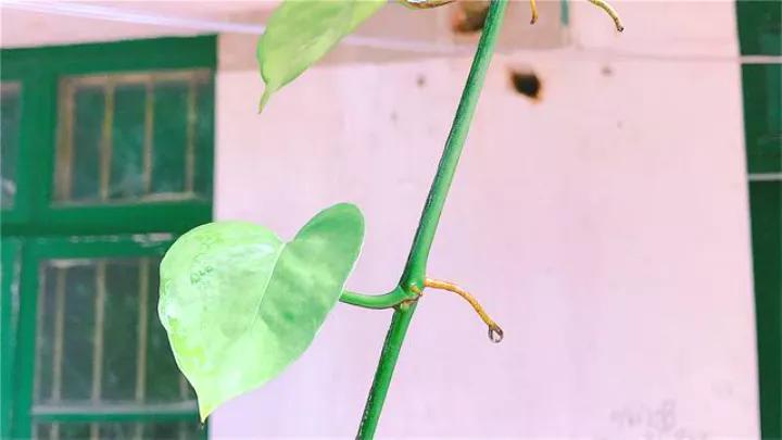 做到这几点绿萝绝对会疯长不停,绿萝有一个小机关打开它立马疯长