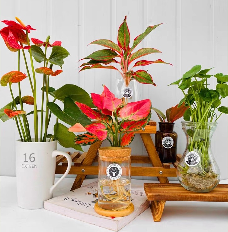 一年四季不死的十种花水养,最好养的3种花丢土里就能活