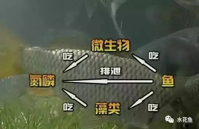 想要鱼养得好最重要的是经常换鱼,养鱼需要注意的常见病