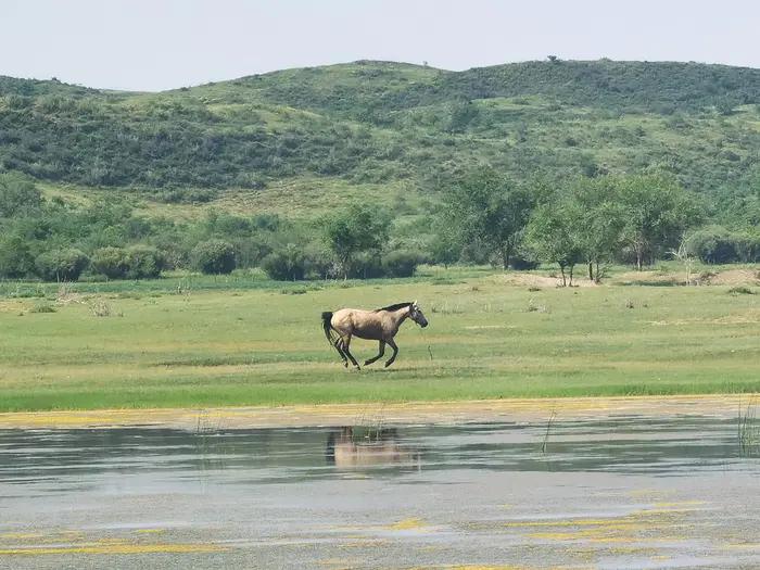 锡林郭勒草原冬天骑马,锡林郭勒盟大草原骑马