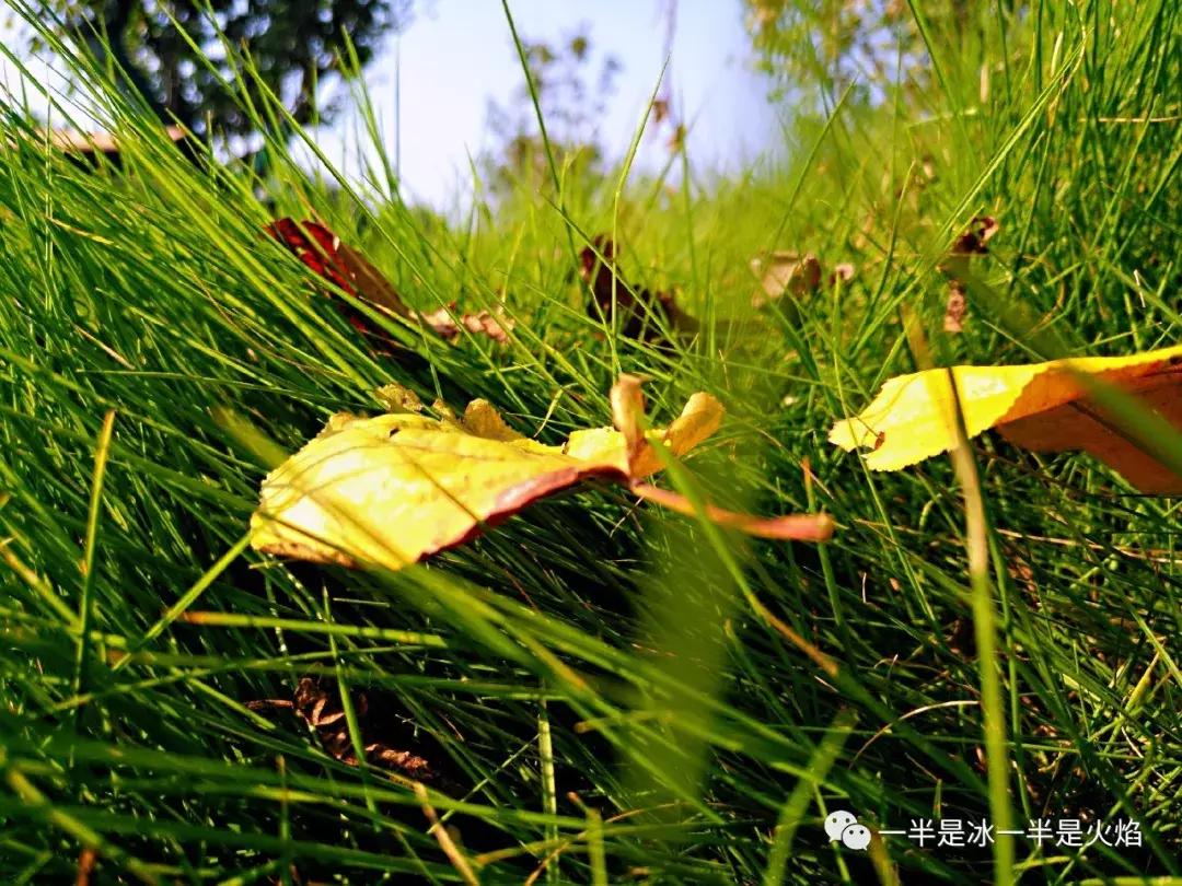 秋天的散文诗,散文诗秋天