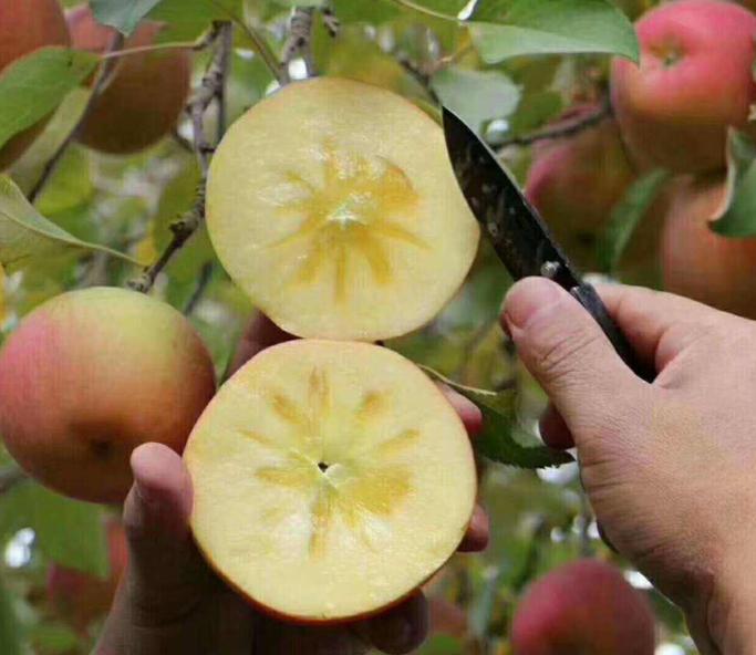 增强人体免疫力的10种最佳水果,5种水果保护心脏血压提高免疫力