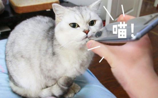 后院猫舍领养猫,养猫后院