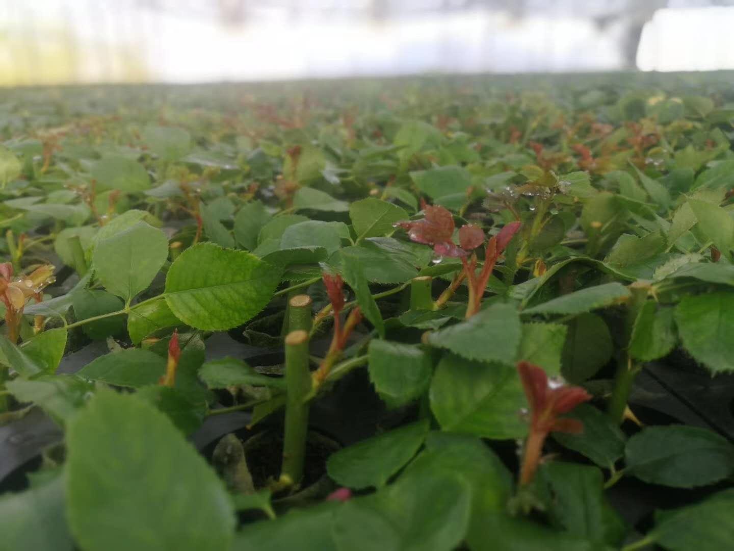 云南省通海县骄阳花卉种苗专业合作社风采（组图）