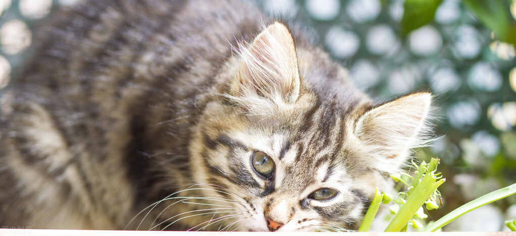猫咪肚子上一坨赘肉但是不胖,猫咪肚子下坠一块肉是疝气