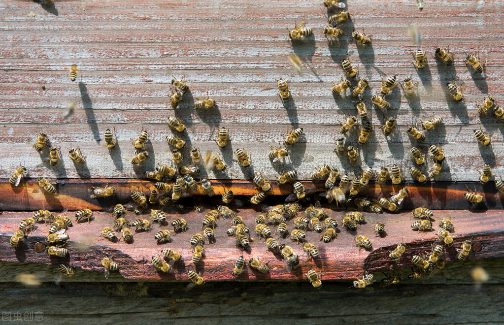 养蜂技巧老手,养蜂的十个技巧