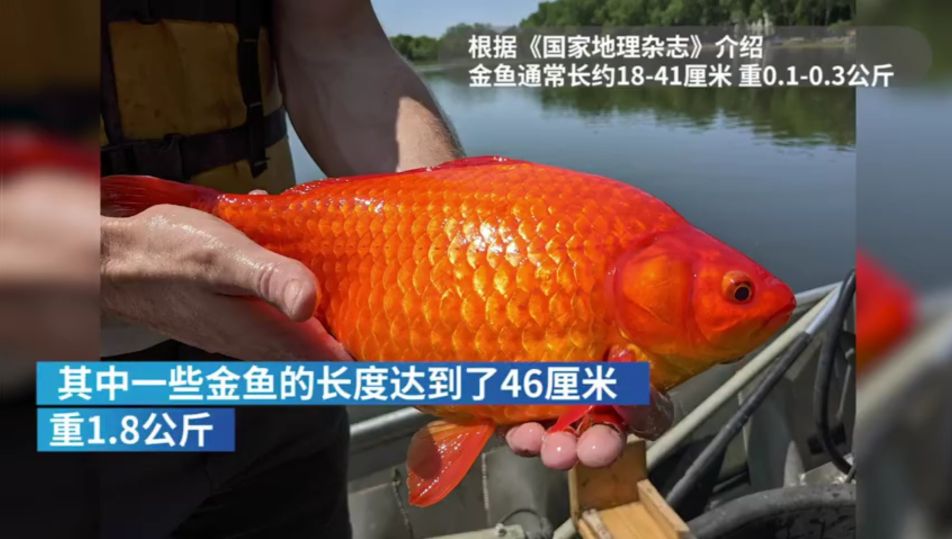 46厘米！18条金鱼引发美国人担忧，会像亚洲鲤鱼一样泛滥吗？