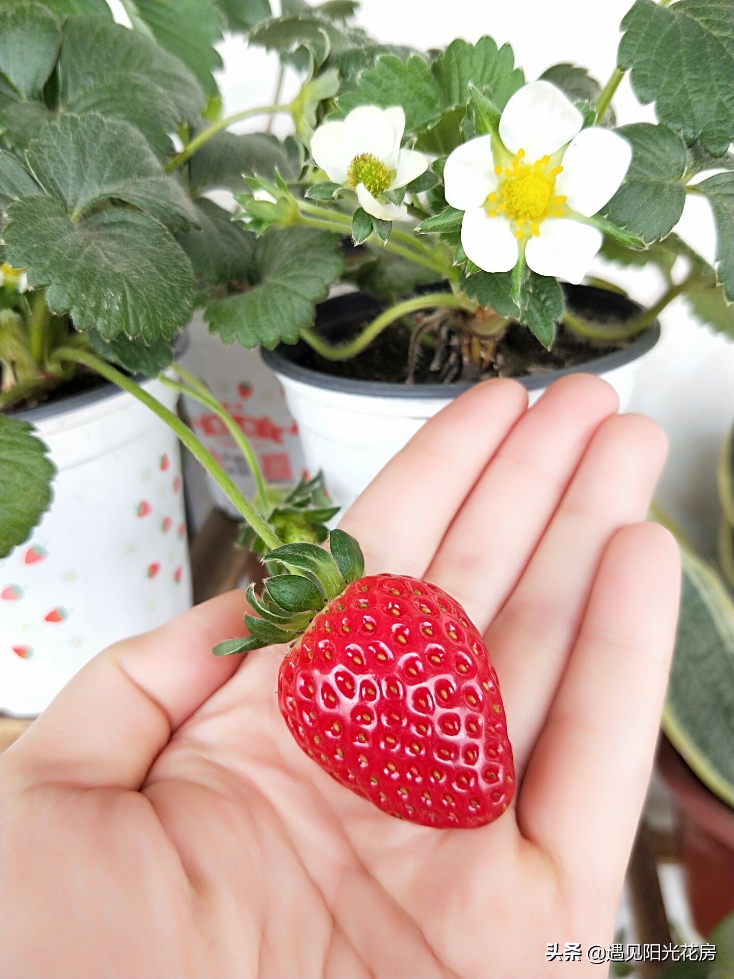 孕妇养花的注意事项,孕妇初期适合哪些比较容易养的花