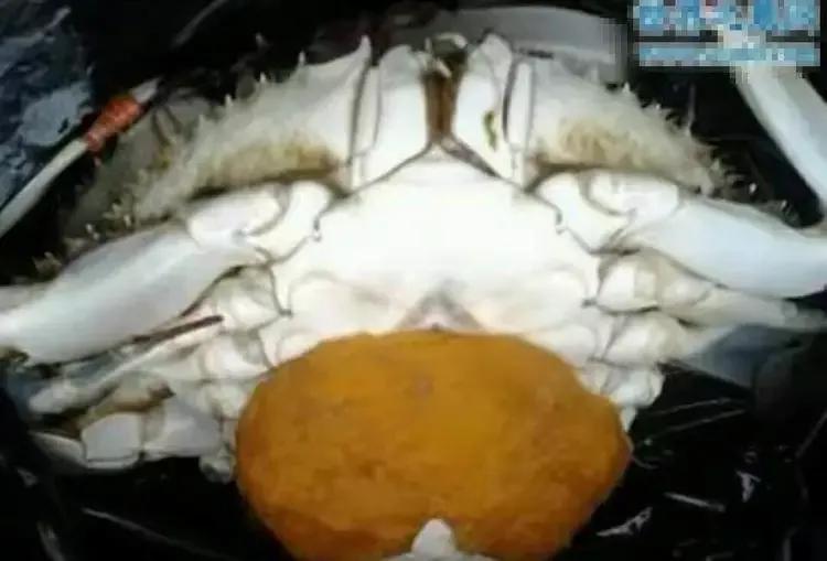 深秋螃蟹,深秋螃蟹肥