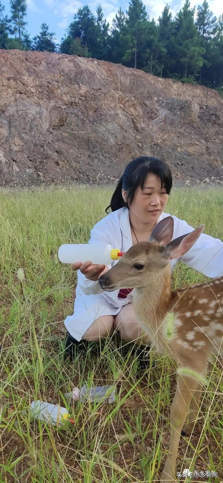 江西抚州有养殖梅花鹿的吗,东乡养鹿