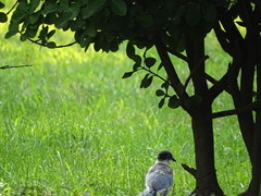 索尼hx400适合新手吗,索尼400开箱