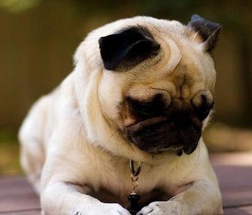 饲养哈士奇的后果,哈士奇饲养之注意事项