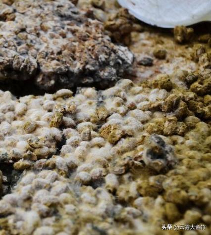 家庭自酿黄豆酱（酱油）-感受食品发酵的神奇