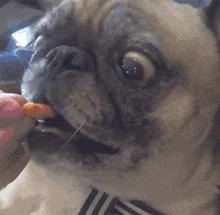 第1次想养纯种狗应该怎么挑,纯种狗和不纯种哪个好养