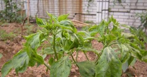 辣椒苗叶向下卷叶后干枯怎么回事,怎么治辣椒卷叶